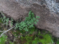 Adiantum rodriguezii (Adiantum rodriguezii)