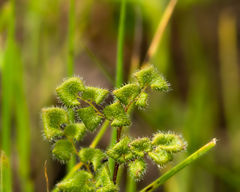 Adiantum rodriguezii (Adiantum rodriguezii)