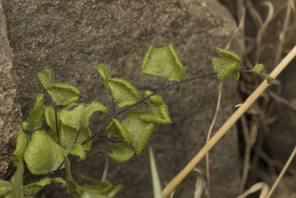 Adiantum rodriguezii (Adiantum rodriguezii)