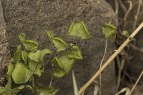 Adiantum rodriguezii (Adiantum rodriguezii)