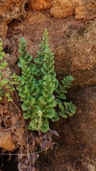 Adiantum rodriguezii (Adiantum rodriguezii)