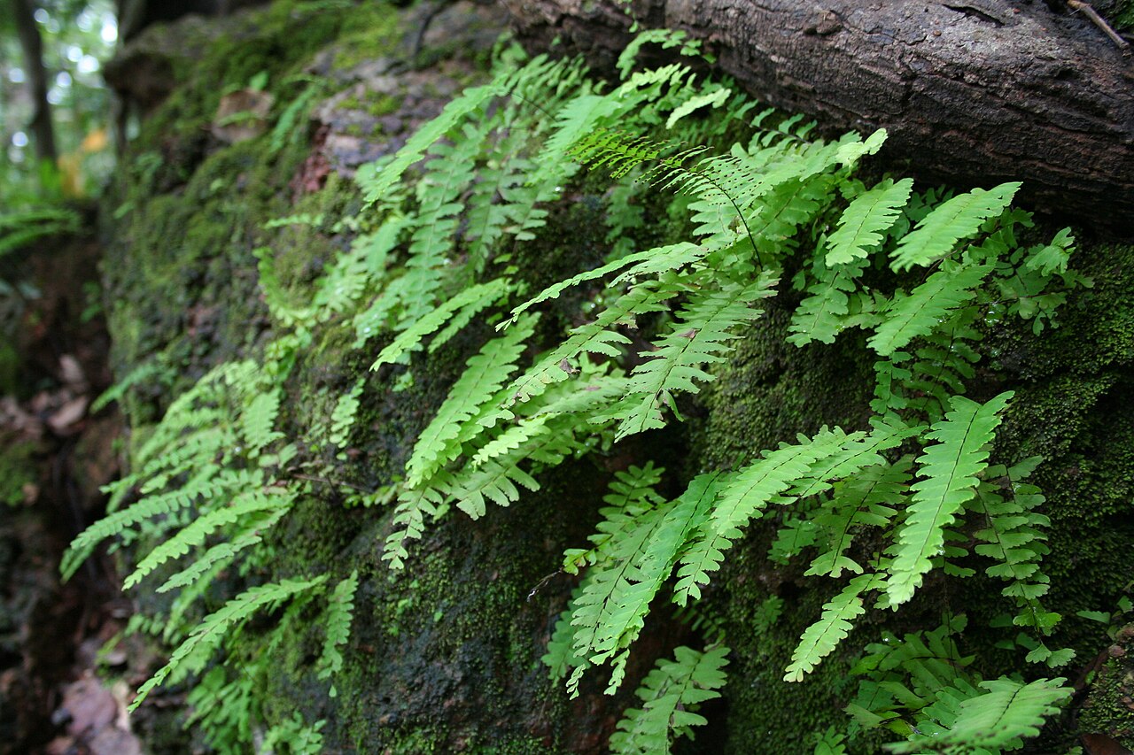 Adiantum schweinfurthii: Adianthum schweinfurthii