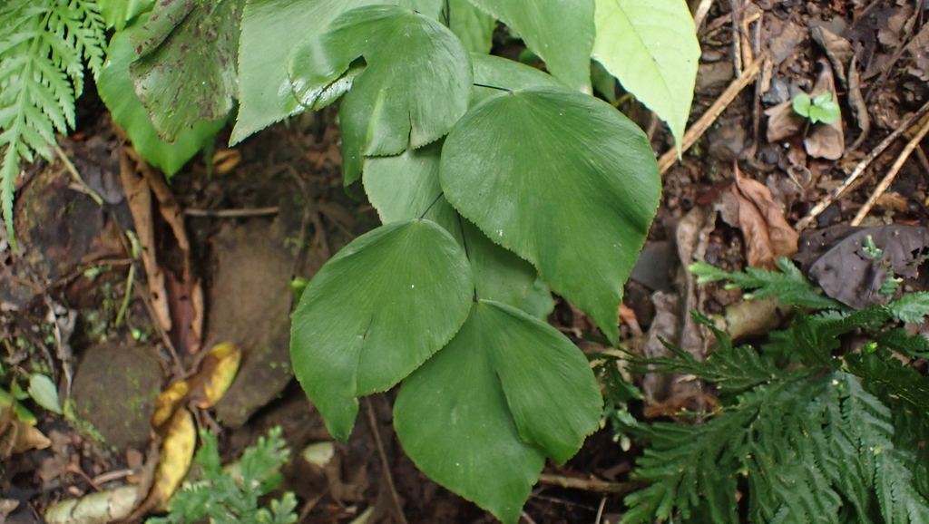 Adiantum seemannii (Adiantum seemannii)