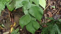 Adiantum seemannii (Adiantum seemannii)