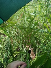 Adiantum serratodentatum (Adiantum serratodentatum)