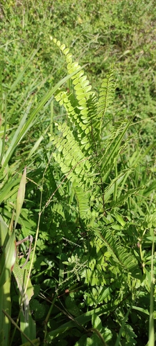 Adiantum serratodentatum (Adiantum serratodentatum)