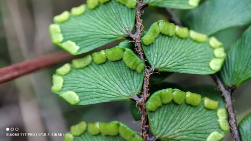 Adiantum serratodentatum (Adiantum serratodentatum)