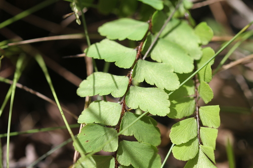 Adiantum serratodentatum (Adiantum serratodentatum)