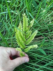 Adiantum serratodentatum (Adiantum serratodentatum)