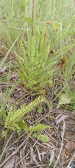 Adiantum serratodentatum (Adiantum serratodentatum)