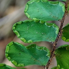 Adiantum serratodentatum (Adiantum serratodentatum)