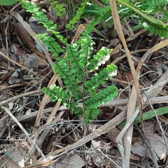 Adiantum serratodentatum (Adiantum serratodentatum)