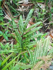 Adiantum serratodentatum (Adiantum serratodentatum)