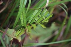 Adiantum serratodentatum (Adiantum serratodentatum)