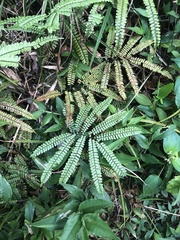 Adiantum serratodentatum (Adiantum serratodentatum)