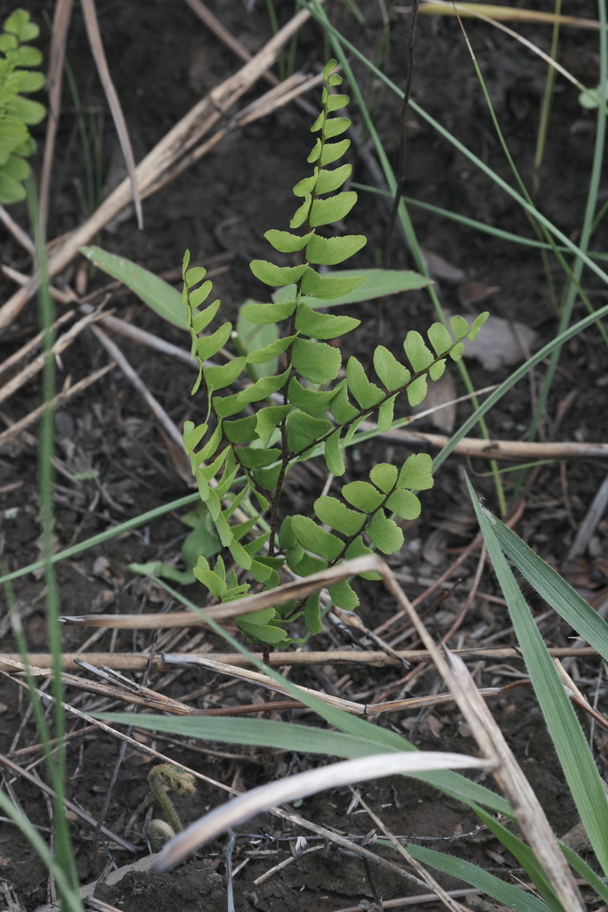 Adiantum serratodentatum (Adiantum serratodentatum)