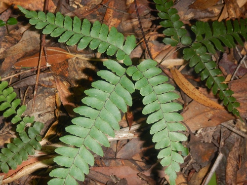 Adiantum silvaticum (Adiantum silvaticum)