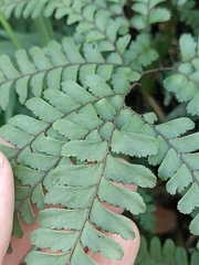 Adiantum silvaticum (Adiantum silvaticum)
