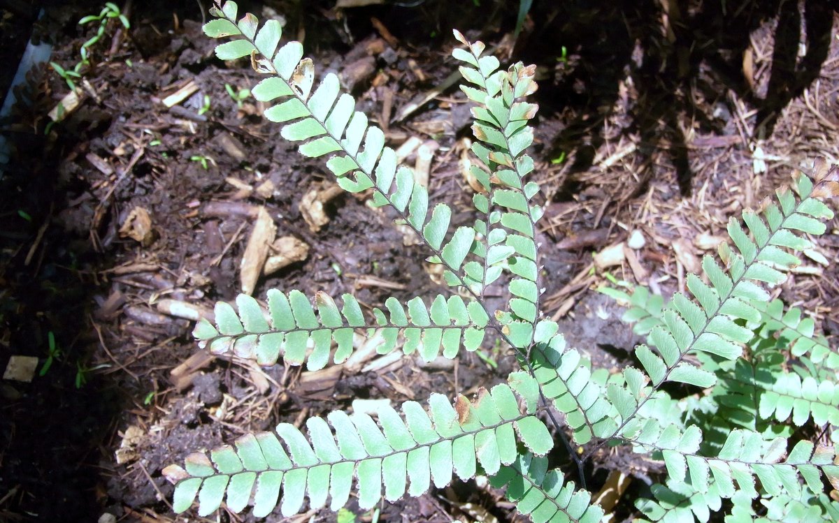 Adiantum silvaticum: Adiantum silvaticum labelled at the RB Gardens Sydney