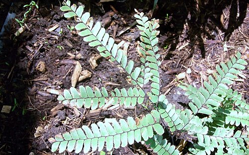 Adiantum silvaticum: Adiantum silvaticum labelled at the RB Gardens Sydney