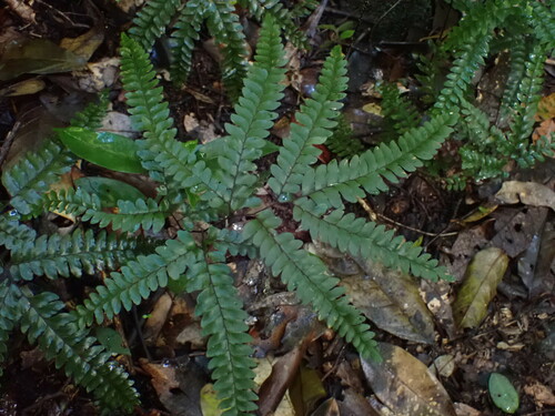 Adiantum silvaticum (Adiantum silvaticum)