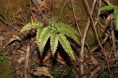 Adiantum silvaticum (Adiantum silvaticum)