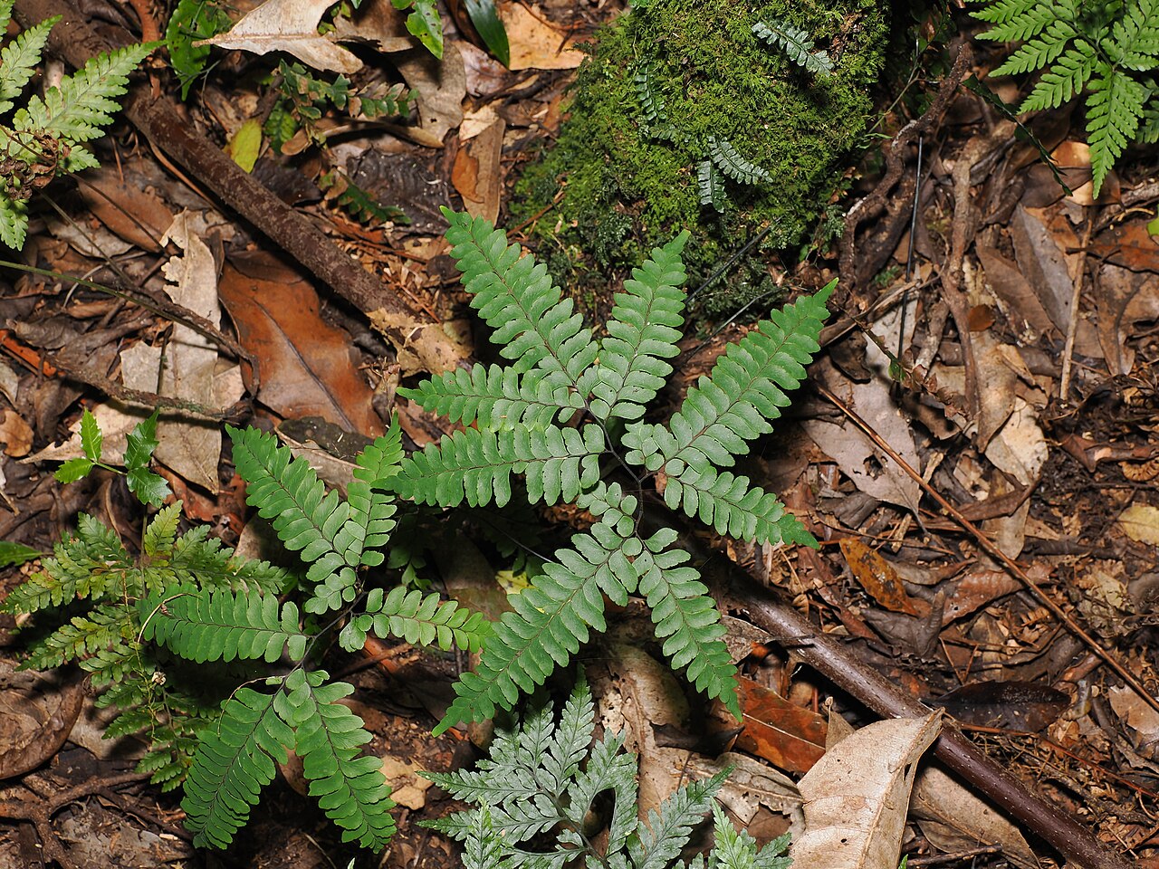 Adiantum silvaticum: Forest maidenhair fern ( Adiantum silvaticum ) in Australia