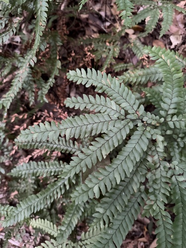 Adiantum silvaticum (Adiantum silvaticum)