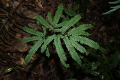 Adiantum silvaticum (Adiantum silvaticum)