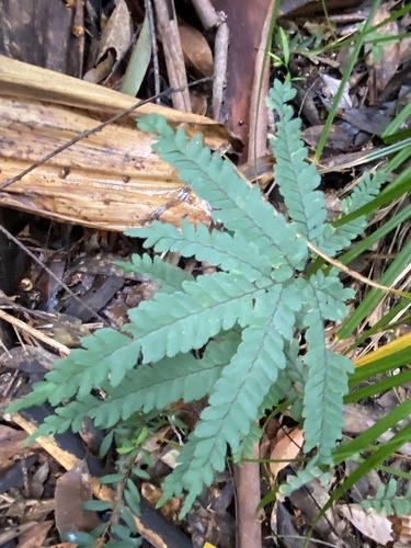 Adiantum silvaticum (Adiantum silvaticum)