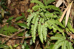 Adiantum silvaticum (Adiantum silvaticum)