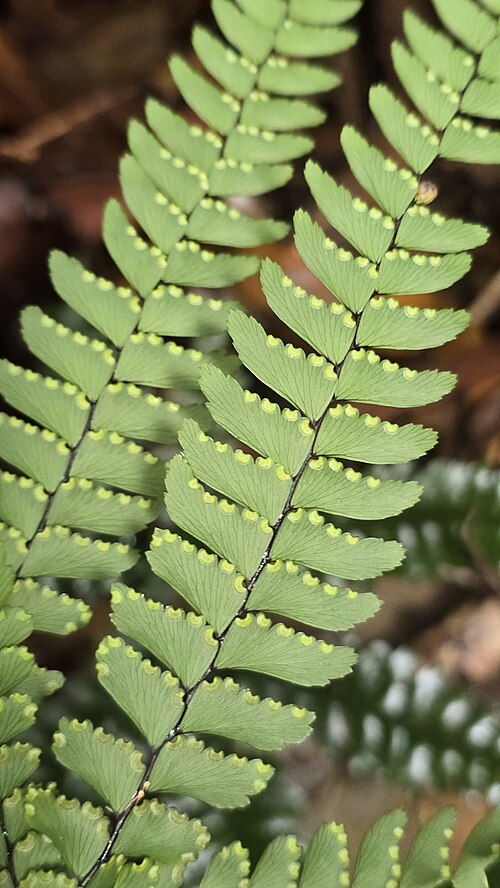 Adiantum silvaticum: Forest maidenhair fern ( Adiantum silvaticum ) in Australia