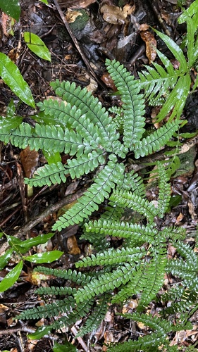 Adiantum silvaticum (Adiantum silvaticum)