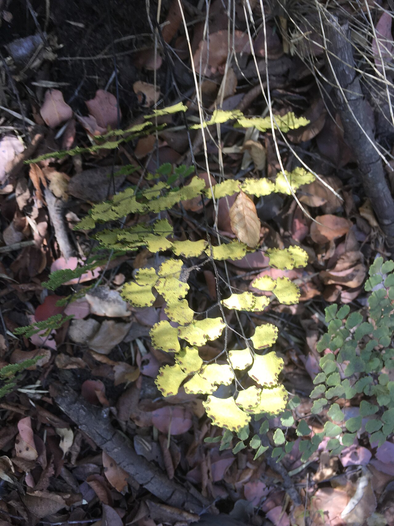 Adiantum sulphureum: Adiantum sulphureum, cerros de Lliulliu, bajo roble de santiago