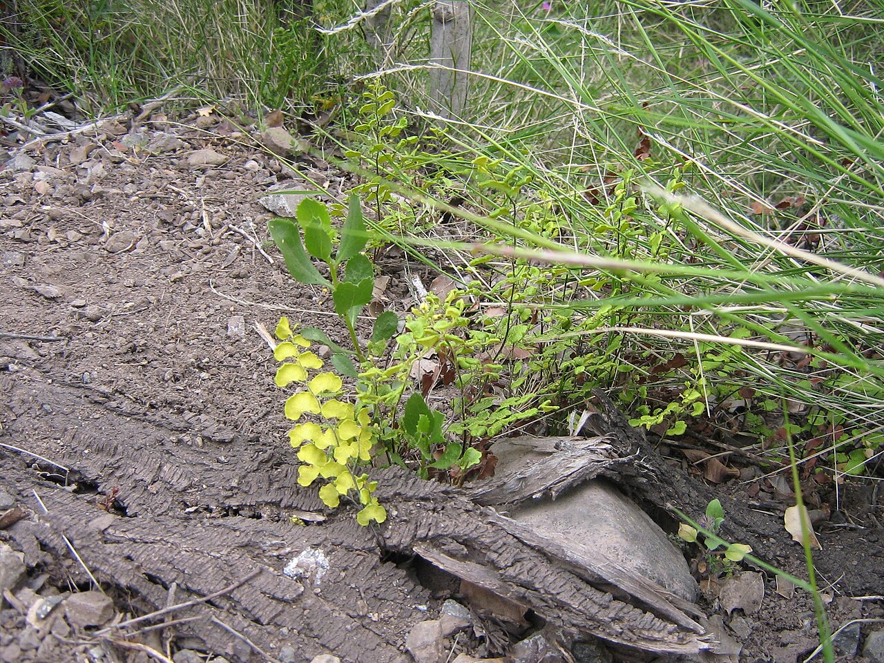 Adiantum sulphureum: Adiantum , Cajon de Maipo, Chile