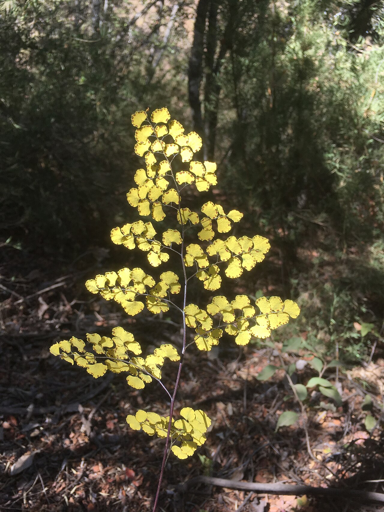 Adiantum sulphureum: Adiantum sulphureum, cerros de Lliulliu, bajo roble de santiago