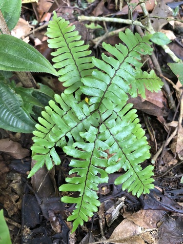 Adiantum terminatum (Adiantum terminatum)