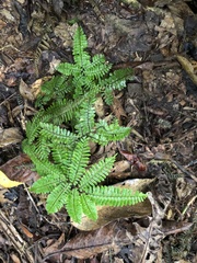 Adiantum terminatum (Adiantum terminatum)