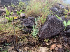 Adiantum thongthamii (Adiantum thongthamii)
