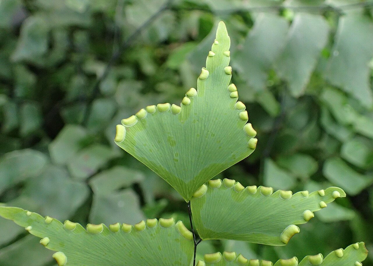 Diamond maidenhair: Adiantum trapeziforme in Lincoln Park Conservatory in Chicago