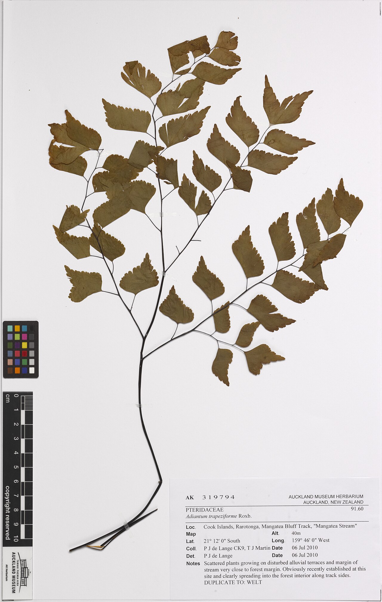 Diamond maidenhair (Adiantum trapeziforme)
