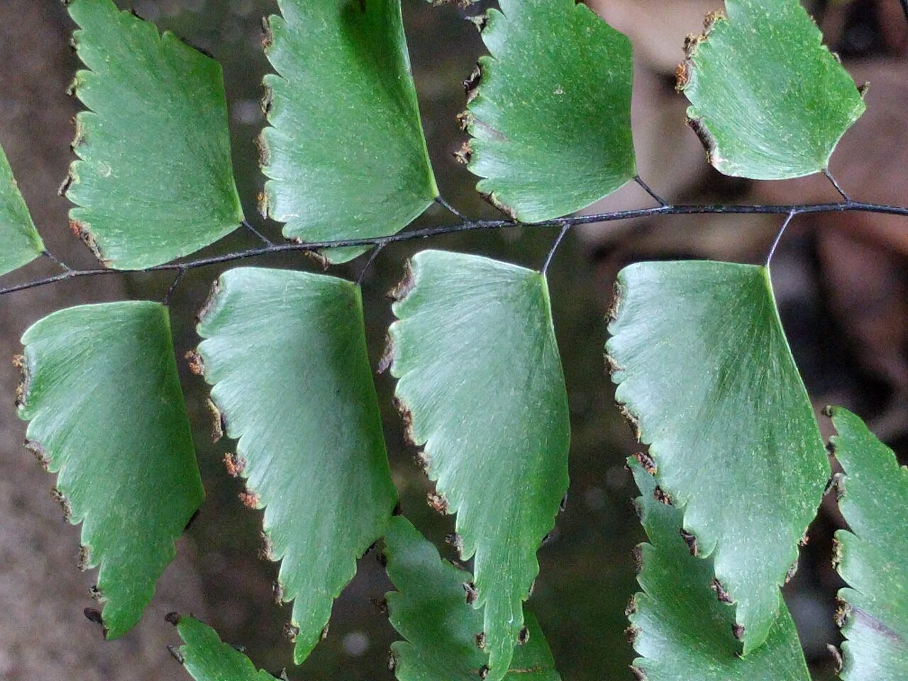 Diamond maidenhair: Adiantum trapeziforme (leaves), Hortus botanicus Leiden, Netherlands