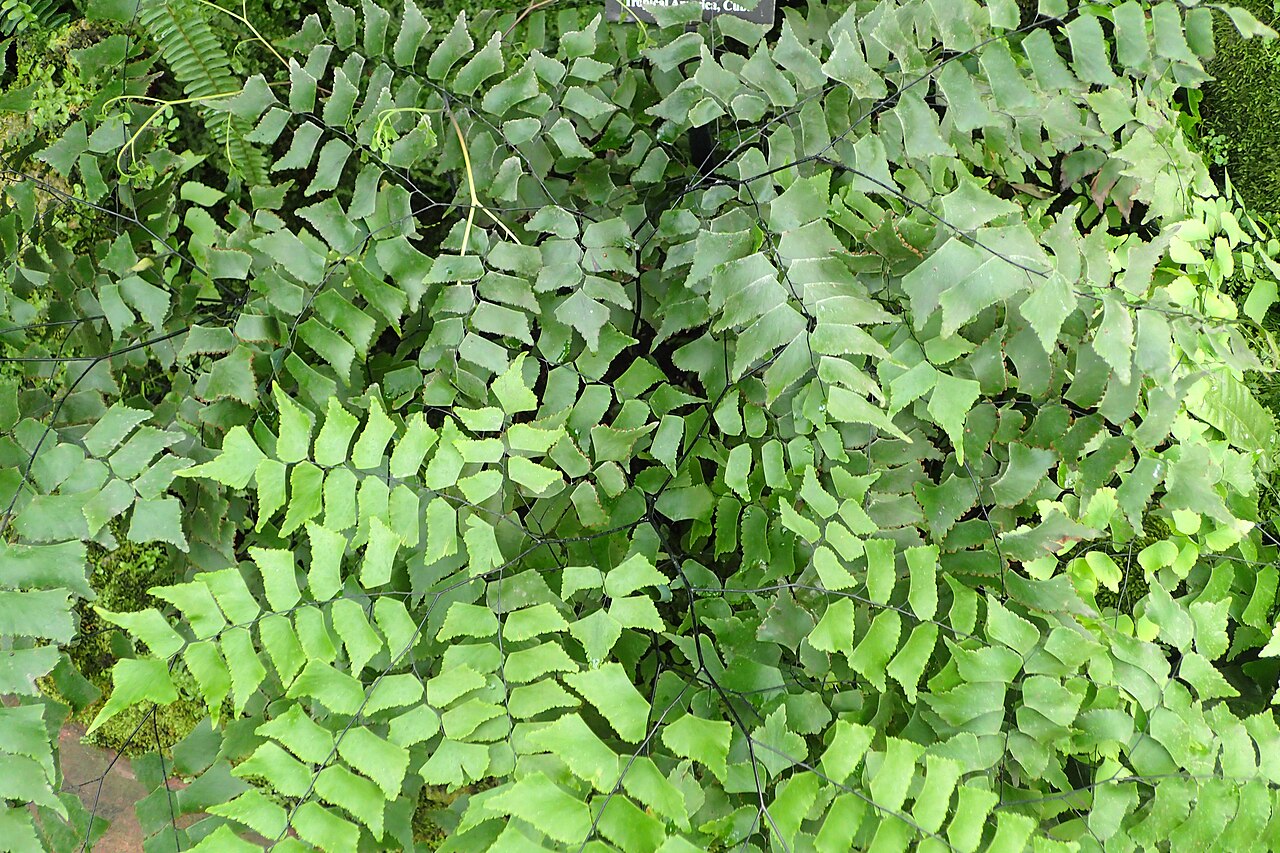 Diamond maidenhair: Adiantum trapeziforme in Lincoln Park Conservatory in Chicago