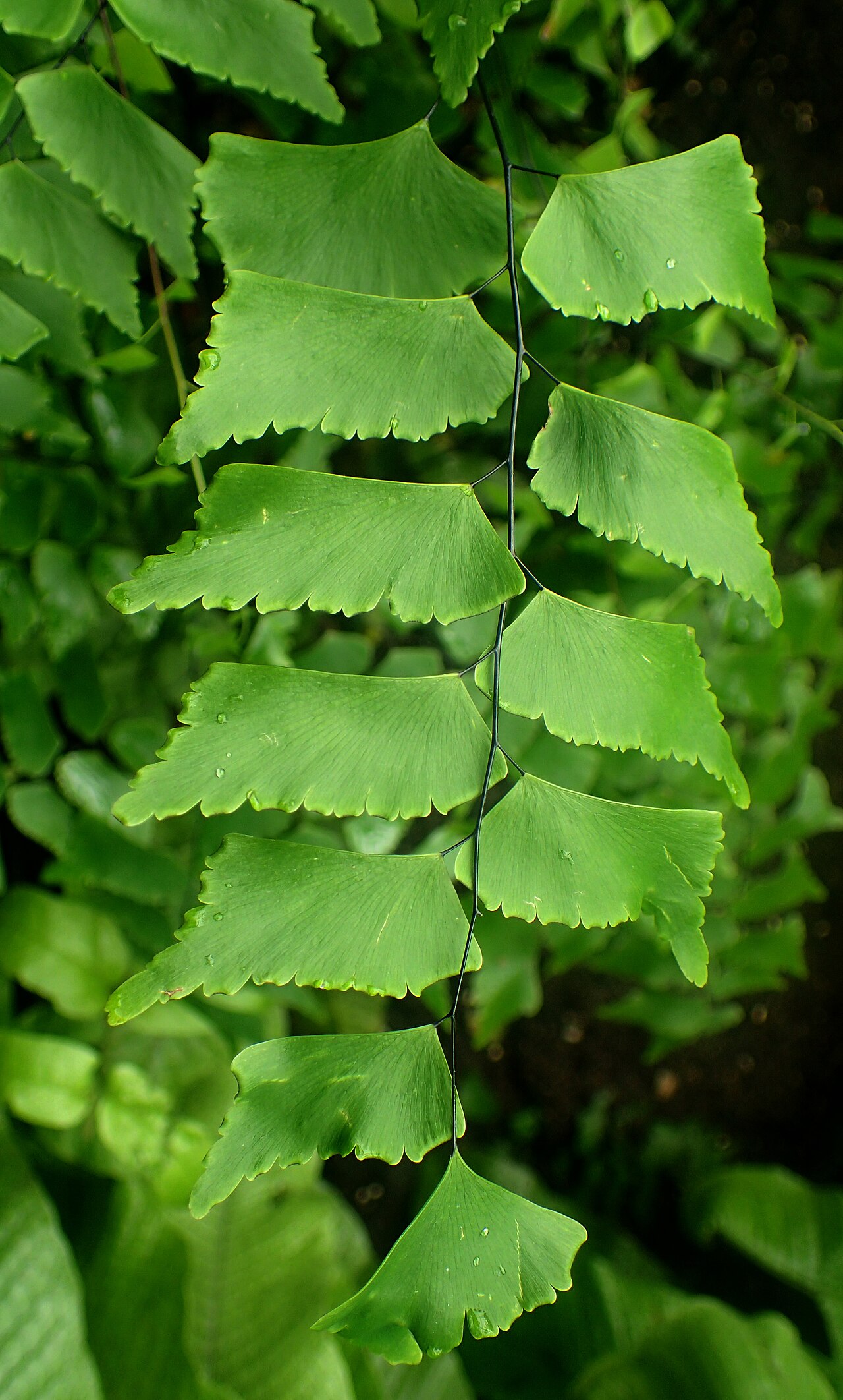 Diamond maidenhair: Adiantum trapeziforme at Garfield Park Conservatory, Illinois