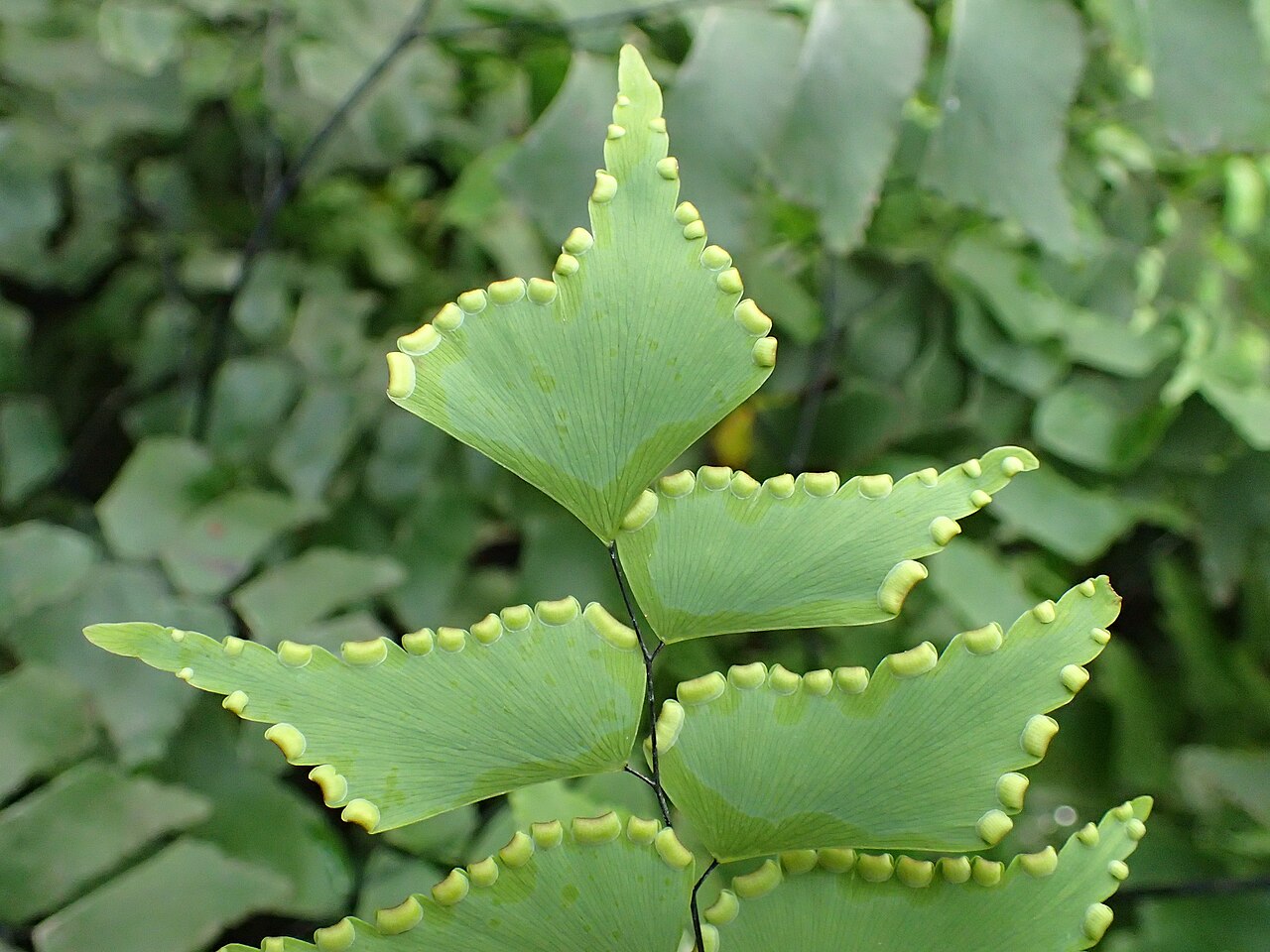 Diamond maidenhair: Adiantum trapeziforme in Lincoln Park Conservatory in Chicago