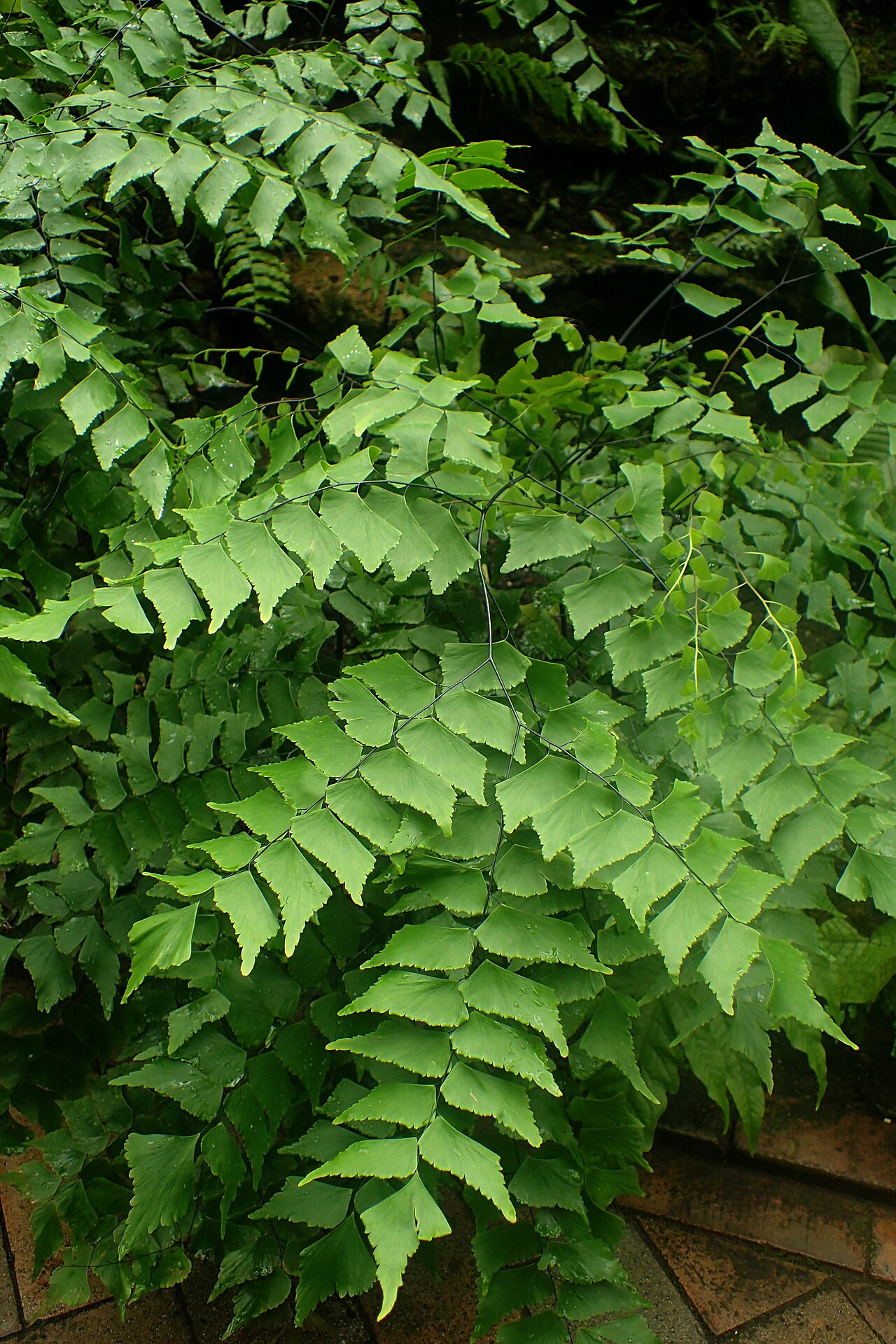 Diamond maidenhair: Adiantum trapeziforme at Garfield Park Conservatory, Illinois