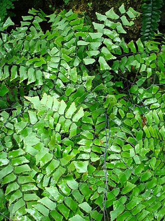Diamond maidenhair: Picture of Adiantum trapeziforme