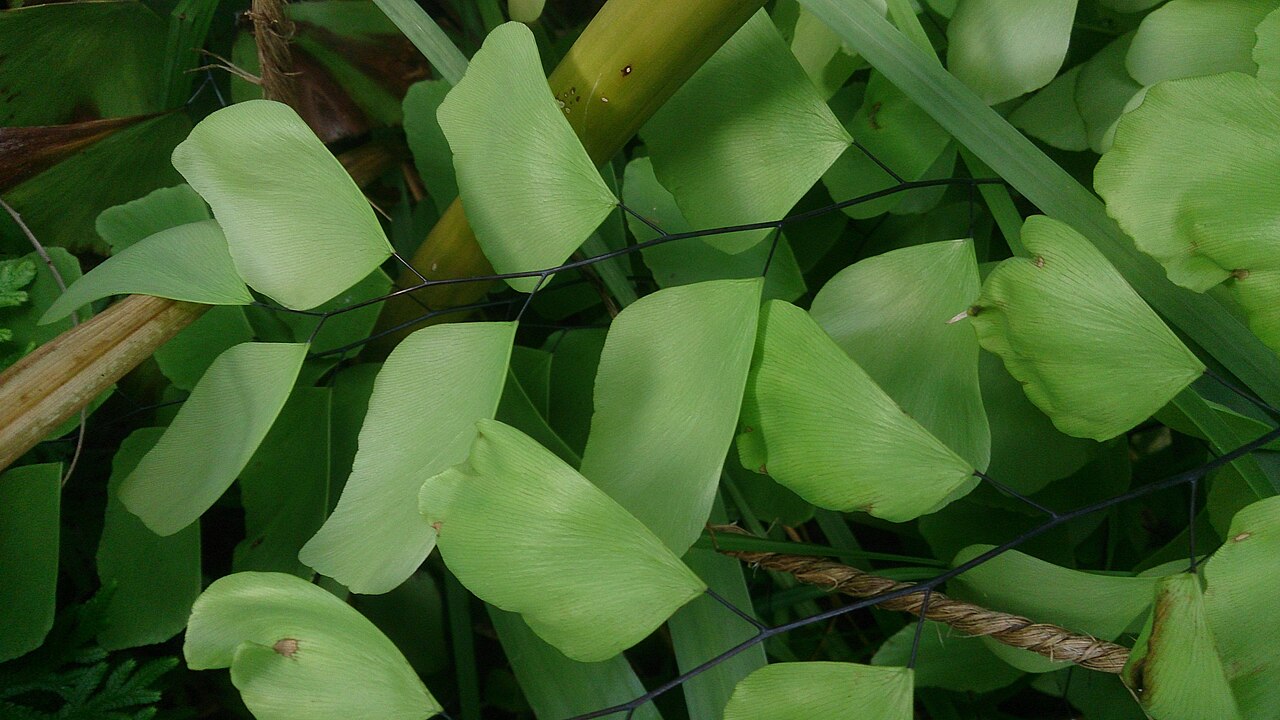 Diamond maidenhair: Adiantum trapeziforme. Common names: Giant Maidenhair. Diamond Maidenhair. Origin: Tropical America.