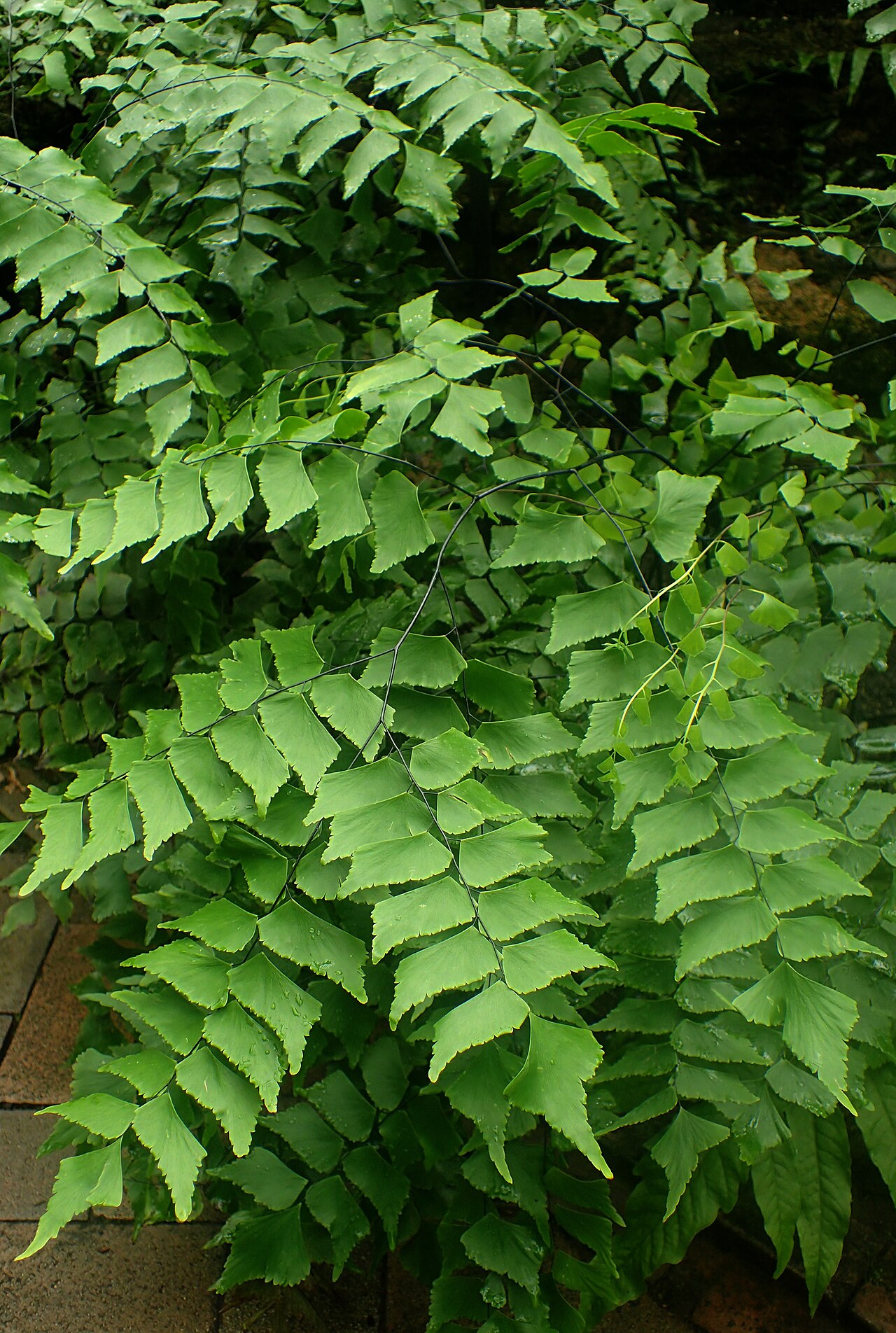 Diamond maidenhair: Adiantum trapeziforme at Garfield Park Conservatory, Illinois