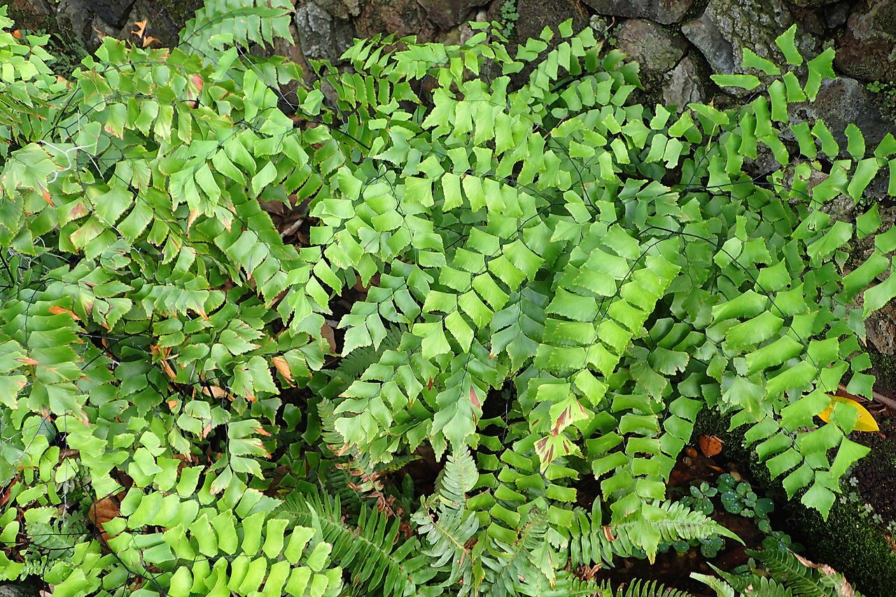 Diamond maidenhair: Adiantum trapeziforme in Jardín de Aclimatación de la Orotava